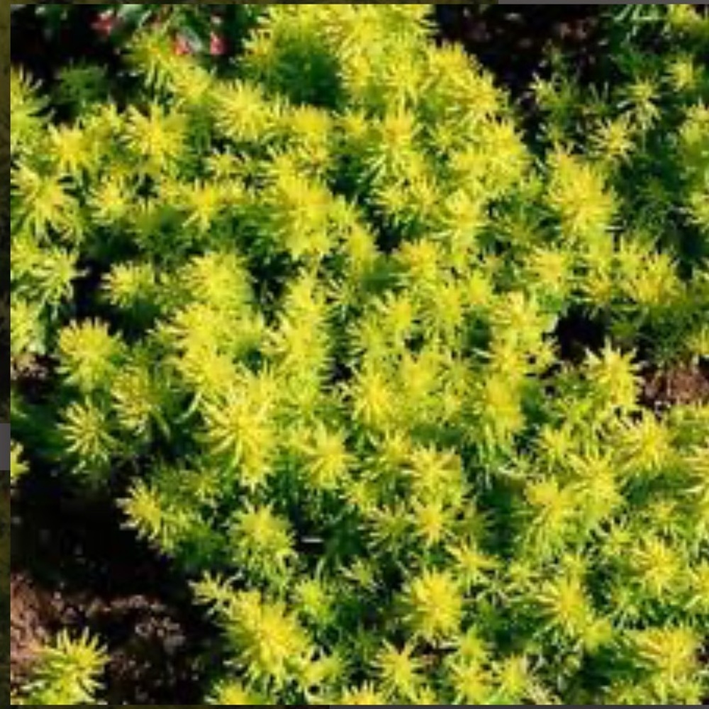 Sedum Ground Cover 20 plants $15